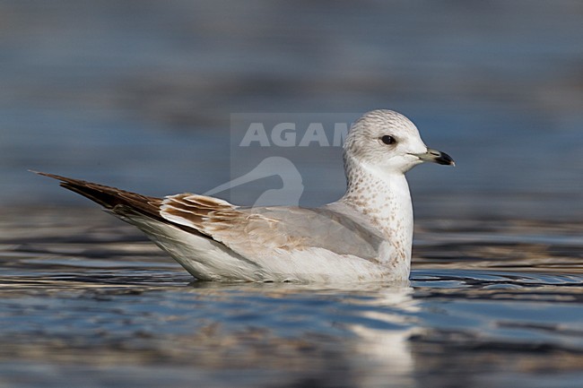 Onvolwassen Stormmeeuw; Immature Mew Gull stock-image by Agami/Daniele Occhiato,