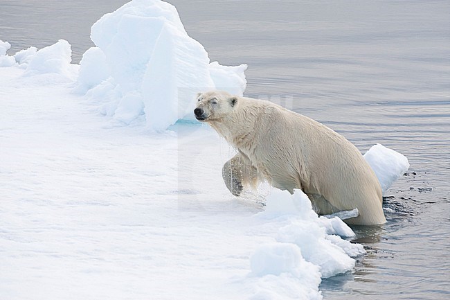 Polar Bear (Ursus maritimus) emerging from the sea, on the drift ice, north of Svalbard, arctic Norway. stock-image by Agami/Marc Guyt,