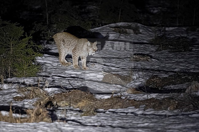 Adult male Boreal Lynx (Lynx lynx) named 'Light Grey' code 11 walking in Sagadi woods, Sagadi, Estonia. stock-image by Agami/Vincent Legrand,