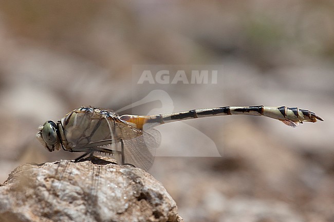 Vrouwtje Vaandeldrager, Female Lindenia tetraphylla stock-image by Agami/Wil Leurs,