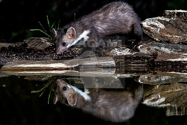 Beech Marten (Martes foina) during the night in Extremadura, Spain. stock-image by Agami/Oscar Díez,