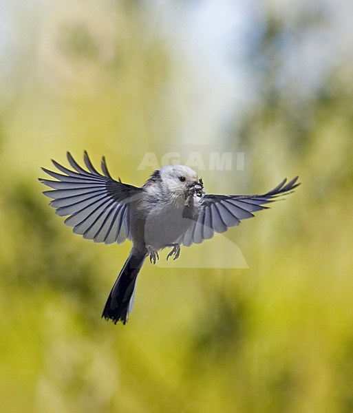 Long-tailed Tit hovering with insects in bill, Staartmees zwevend met insecten in snavel stock-image by Agami/Markus Varesvuo,