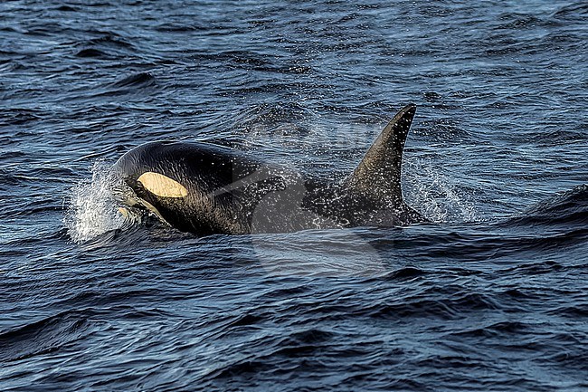 Probably young male Killer Whale (Orcinus orca) type 1 aka Orca swimming in Skjervøy, Troms og Finnmark, Norway. stock-image by Agami/Vincent Legrand,