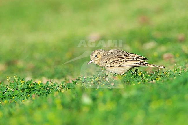 Adult Tawny Pipit (Anthus campestris) during spring migration in a citypark in Eilat, Israel. stock-image by Agami/Marc Guyt,