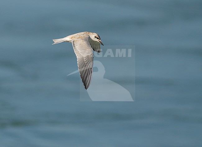 Gull-billed Tern (Gelochelidon nilotica), first-winter at Chardara lake in South Kazakhstan province, Kazakhstan. Flying over a lake. stock-image by Agami/Rene Pop ,