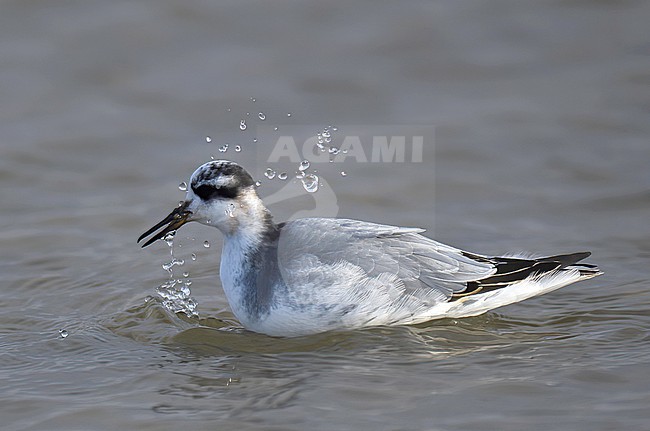 Red Phalarope (Phalaropus fulicarius), juvenile bird swimming and splashing in Finland stock-image by Agami/Kari Eischer,