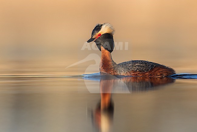 American Horned Grebe (Podiceps auritus cornutus) swimming in a pond in Manitoba, Canada. Adult in summer plumage. stock-image by Agami/Glenn Bartley,
