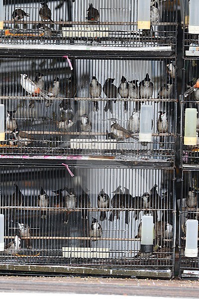 Pet bird shops full with illegal caught birds in Singapore. stock-image by Agami/James Eaton,