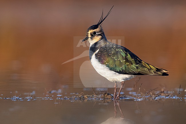 Northern Lapwing, Vanellus vanellus, in Italy. stock-image by Agami/Daniele Occhiato,