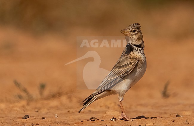  stock-image by Agami/Eduard Sangster,