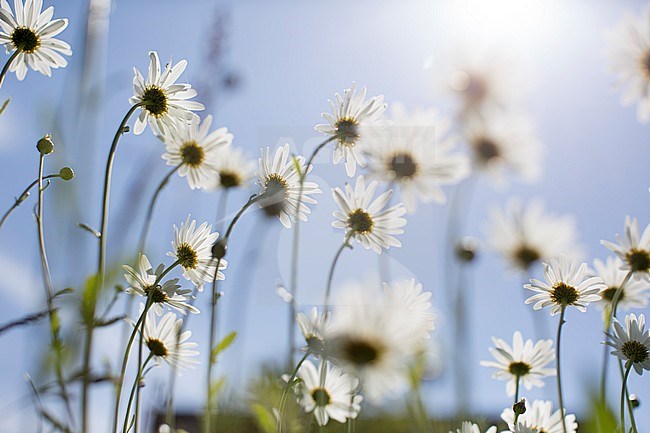 Bloemrijke berm; Flowerbed stock-image by Agami/Arjan van Duijvenboden,