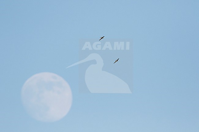 White-throated Needletail - Stachelschwanzsegler - Hirundapus caudacutus, Russia, adult stock-image by Agami/Ralph Martin,
