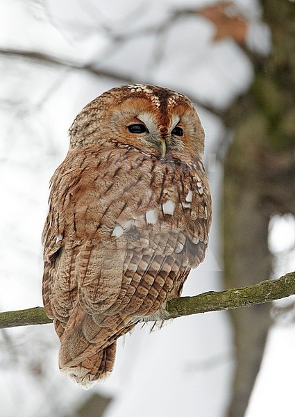 Bosuil; Tawny Owl; Strix aluco stock-image by Agami/Tomi Muukkonen,