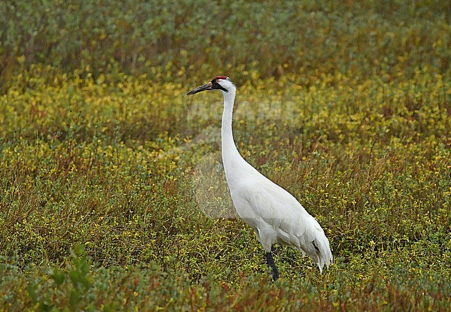 Whooping Crane in the rain at Aransas Wildlife Refuge, Texas, USA. This rare species is a conservation success as it was nearly extinct early 20th century. The truly wild birds return every year at the exact same spot, both at their breeding grounds in Canada as well as their wintering grounds. stock-image by Agami/Eduard Sangster,