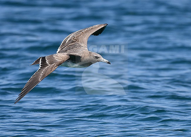 Sooty Gull, Ichthyaetus hemprichii, along the coast in Oman. stock-image by Agami/Laurens Steijn,