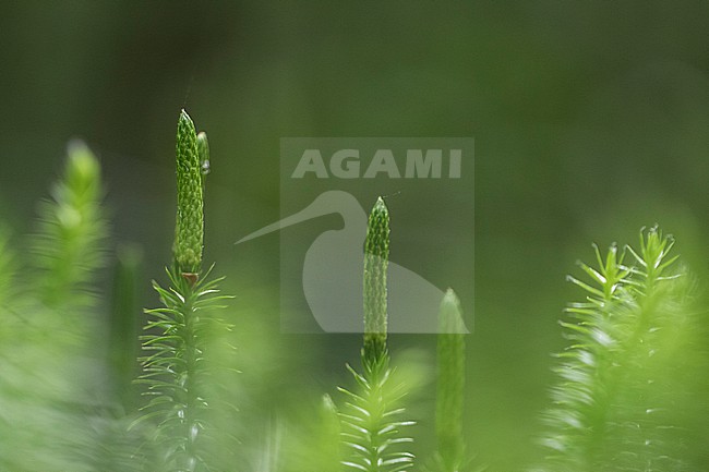 Interrupted Clubmoss, Spinulum annotinum stock-image by Agami/Wil Leurs,