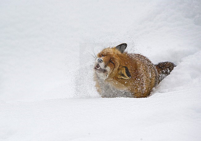 Red fox in the snow, Vos in de sneeuw stock-image by Agami/Alain Ghignone,