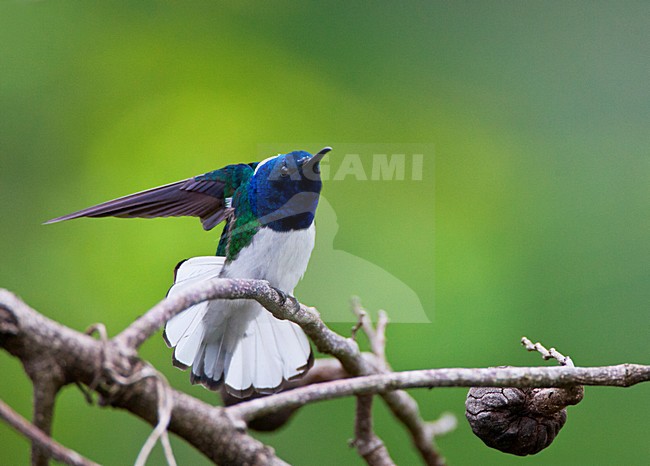 Witnekkolibrie, White-necked Jacobin, Florisuga mellivora stock-image by Agami/Marc Guyt,