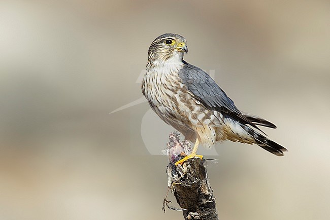 Adult male American Merlin (Falco columbarius columbarius) wintering in Riverside County, California, in November. Perched on a dead branch against a brown background. stock-image by Agami/Brian E Small,