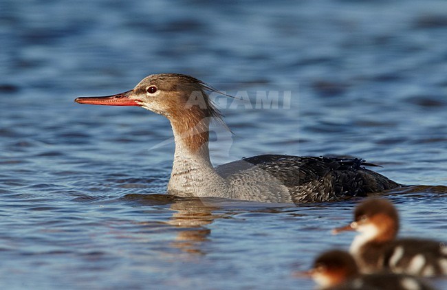 Vrouwtje Middelste Zaagbek met jongen; Female Red-breasted Merganser with young stock-image by Agami/Markus Varesvuo,