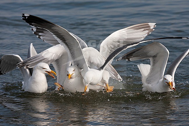 Adult Lesser Black-backed Gull (Larus fuscus) landing in group of European Herring Gulls (Larus argentatus) sitting on the water in the Dutch Wadden Sea off Schiermonnikoog. stock-image by Agami/Marc Guyt,