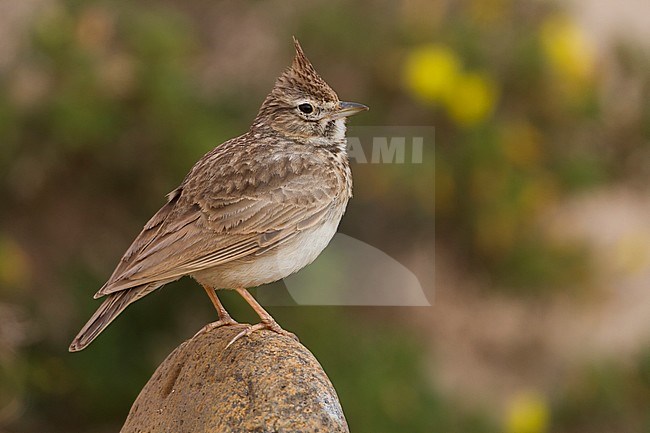 Thekla Lark - Theklalerche - Galeridae theklae ssp. ruficolor, Morocco, adult stock-image by Agami/Ralph Martin,