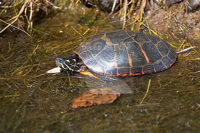 Eastern Painted Turtle (Chrysemys picta picta), side view of turtle in shallow water. stock-image by Agami/Kari Eischer,