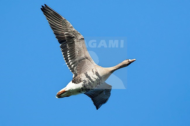 Kolgans, Greater Whitefronted Goose, Anser albifrons stock-image by Agami/Marc Guyt,
