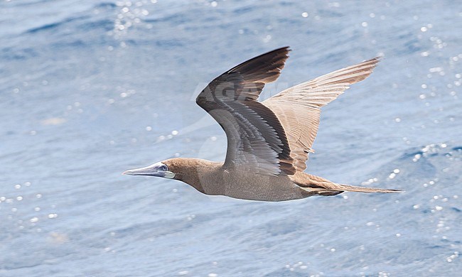 Immature Brown Booby (Sula leucogaster) in flight against the sea as background off Saint Patrick in Dominica. stock-image by Agami/Brian Sullivan,
