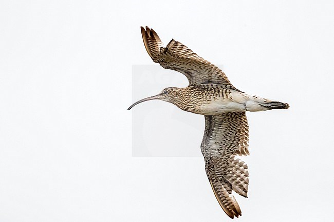 Adult moutling Whimbrel flying over Cabo da Praia, Terceira, Azores. October 2017. stock-image by Agami/Vincent Legrand,