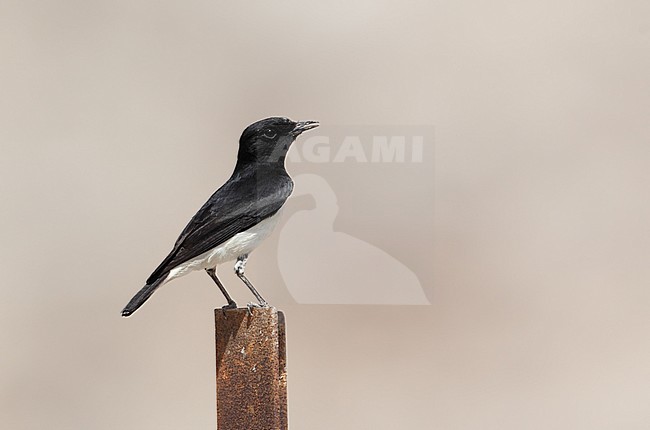 Hume's Wheatear, Oenanthe albonigra, perched at Wadi Bih, UAE stock-image by Agami/Helge Sorensen,