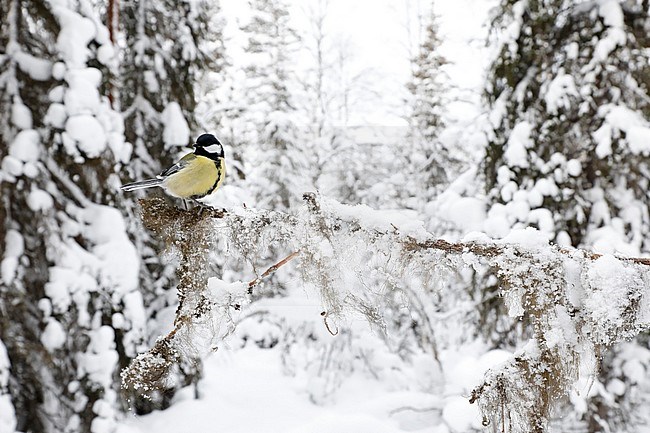 Koolmees; Great Tit; stock-image by Agami/Chris van Rijswijk,