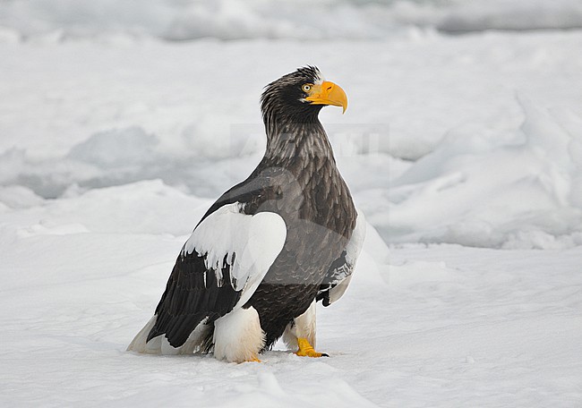 The Steller's Sea Eagle (Haliaeetus pelagicus) is one of the most impressive birds on our planet. It breeds in eastern Russia and winters in Russia, Korea and Japan. This photo is taken at Hokkaido, Japan, where large flocks of birds feed off the floating ice. stock-image by Agami/Eduard Sangster,