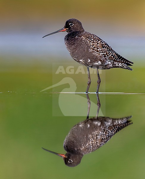 Spotted Redshank, Tringa erythropus, in Italy. stock-image by Agami/Daniele Occhiato,