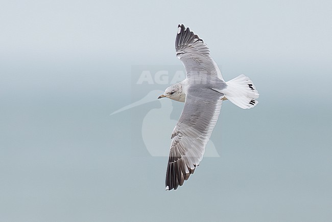 2nd cycle Russian Common Gull (Larus canus heinei) flying over the shore of Shirvan NP, Azerbijan. stock-image by Agami/Vincent Legrand,