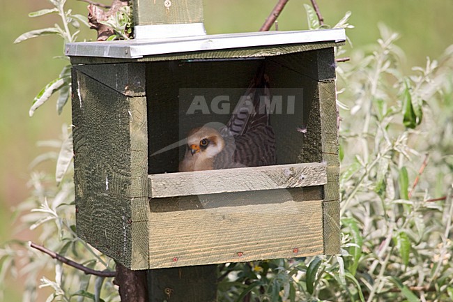 Roodpootvalk, Red-footed Falcon, Falco vespertinus stock-image by Agami/Marc Guyt,