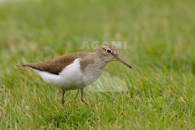 Foeragerende Oeverloper, Firaging Common Sandpiper stock-image by Agami/Daniele Occhiato,