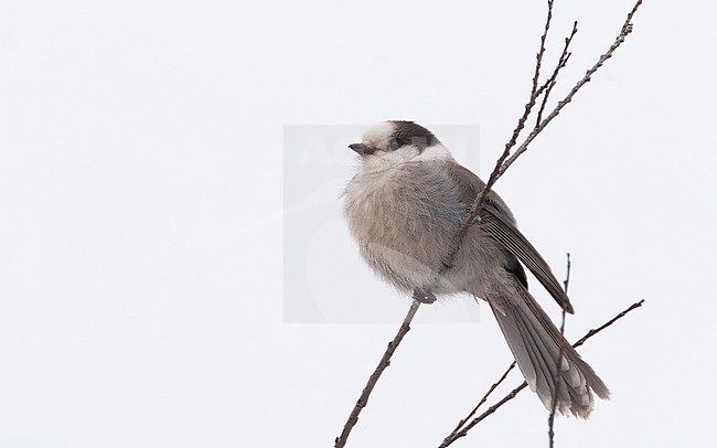 Canada Jay (Perisoreus canadensis) also known as Grey Jay at Sax Zim Bog in Minnesota, USA stock-image by Agami/Helge Sorensen,
