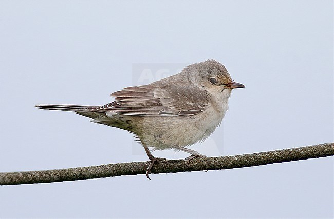 First-winter Barred Warbler (Sylvia nisoria) in Scotland during autumn migration. stock-image by Agami/Michael McKee,