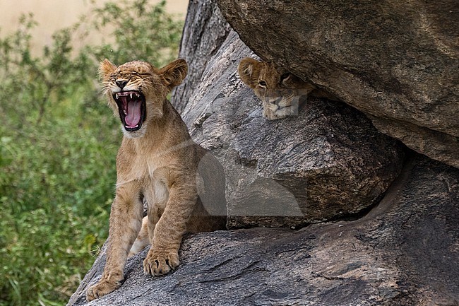 Two lion cubs, Panthera leo, on a kopje, one yawning and the other looking at the camera. Seronera, Serengeti National Park, Tanzania stock-image by Agami/Sergio Pitamitz,