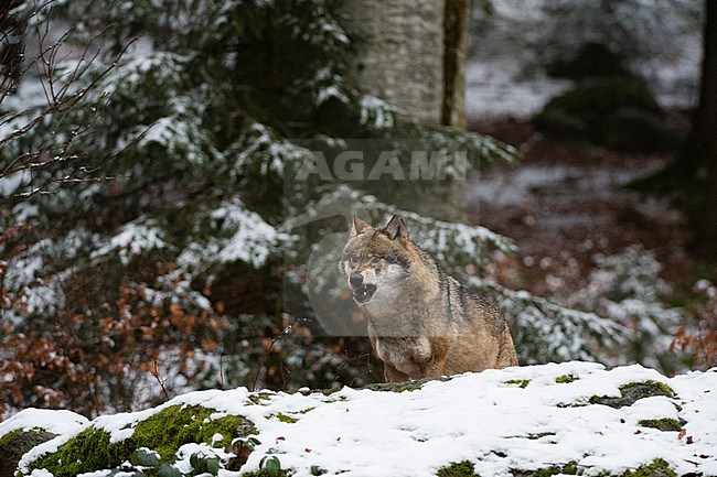 A gray wolf, Canis lupus, in a snowy forest. Bayerischer Wald National Park, Bavaria, Germany. stock-image by Agami/Sergio Pitamitz,