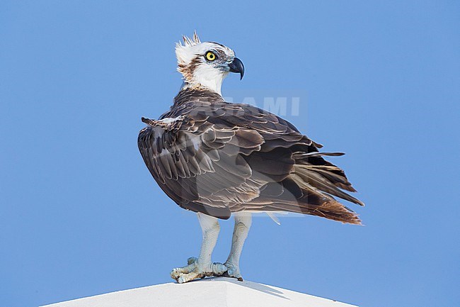 Osprey (Pandion haliaetus), Standing on a post, Qurayyat, Muscat Governorate, Oman stock-image by Agami/Saverio Gatto,