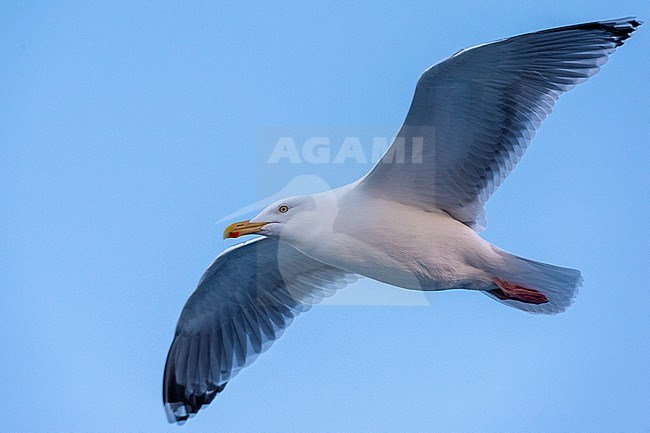 A seagull in flight. Svolvaer, Lofoten Islands, Nordland, Norway. stock-image by Agami/Sergio Pitamitz,