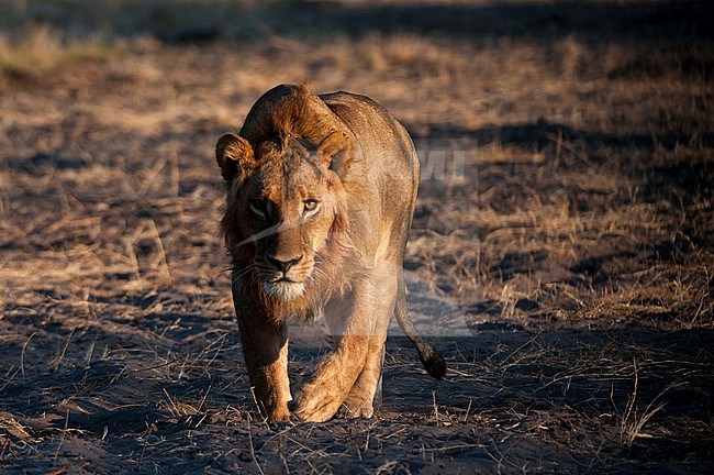 Portrait of a young male lion, Panthera leo, walking. Chief Island, Moremi Game Reserve, Okavango Delta, Botswana. stock-image by Agami/Sergio Pitamitz,