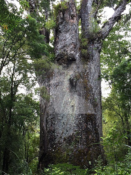 Te Matua Ngahere, a giant Kauri (Agathis australis) coniferous tree in the Waipoua Forest of Northland Region, New Zealand. Also known as ‘’Father of the forest’. stock-image by Agami/Marc Guyt,