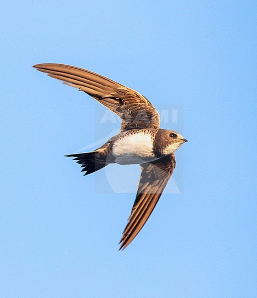 Alpine Swift (Apus melba) in flight in Spain. Seen from below. stock-image by Agami/Marc Guyt,