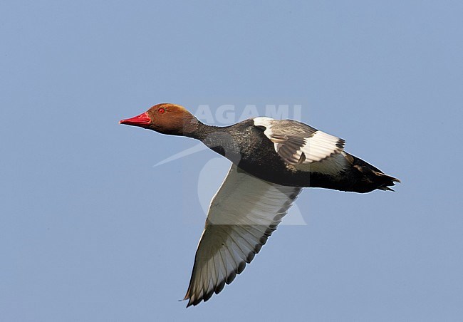 Red-headed Pochard (Netta rufina) Hungary May 2007 stock-image by Agami/Markus Varesvuo,