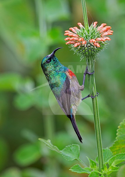 Eastern Double-collared Sunbird (Cinnyris mediocris) male feeding at orange Leonotis flowers stock-image by Agami/Andy & Gill Swash ,