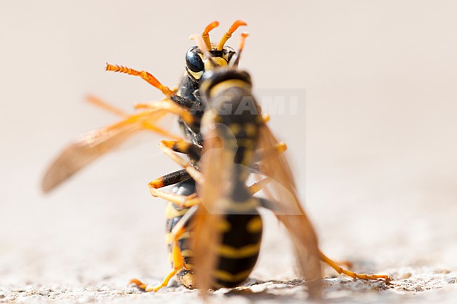 Vechtende Veldwespen, Fighting Paper wasps stock-image by Agami/Rob de Jong,