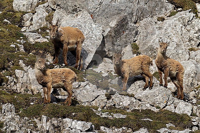 a group of four 2nd year Alpine ibex (Capra ibex) found above the river Lech in the austrian alps stock-image by Agami/Mathias Putze,